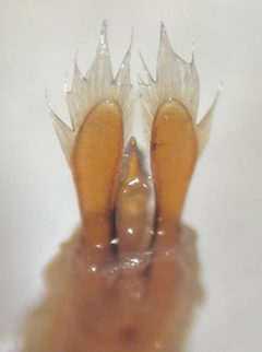 Dineutus productus by (c) Matthew Pintar, some rights reserved (CC BY), uploaded by Matthew Pintar. Used under a CC-BY license.