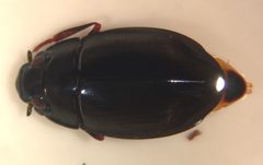 Dineutus serrulatus by (c) Matthew Pintar, some rights reserved (CC BY), uploaded by Matthew Pintar. Used under a CC-BY license.