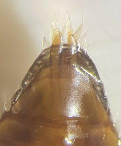 Dineutus shorti by (c) Matthew Pintar, some rights reserved (CC BY), uploaded by Matthew Pintar. Used under a CC-BY license.