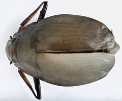 Dineutus sublineatus by (c) Matthew Pintar, some rights reserved (CC BY), uploaded by Matthew Pintar. Used under a CC-BY license.