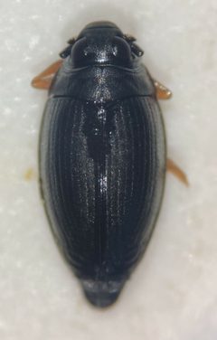 Gyrinus minutus by (c) Matthew Pintar, some rights reserved (CC BY), uploaded by Matthew Pintar. Used under a CC-BY license.