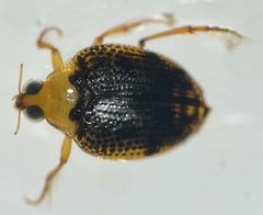 Peltodytes dietrichi by (c) Matthew Pintar, some rights reserved (CC BY), uploaded by Matthew Pintar. Used under a CC-BY license.