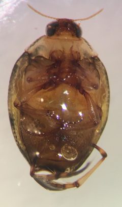 Peltodytes dietrichi by (c) Matthew Pintar, some rights reserved (CC BY), uploaded by Matthew Pintar. Used under a CC-BY license.