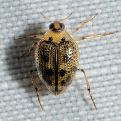 Peltodytes edentulus by (c) Patrick Hanly, some rights reserved (CC BY), uploaded by Patrick Hanly. Used under a CC-BY license.