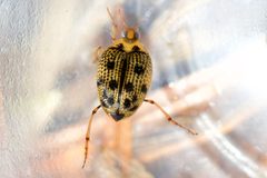 Peltodytes edentulus by (c) Owen Strickland, some rights reserved (CC BY), uploaded by Owen Strickland. Used under a CC-BY license.