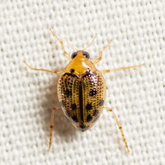 Peltodytes litoralis by (c) Justin Williams, some rights reserved (CC BY), uploaded by Justin Williams. Used under a CC-BY license.