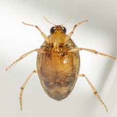 Peltodytes litoralis by (c) Justin Williams, some rights reserved (CC BY), uploaded by Justin Williams. Used under a CC-BY license.
