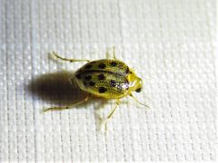 Peltodytes litoralis by (c) Annika Lindqvist, some rights reserved (CC BY), uploaded by Annika Lindqvist. Used under a CC-BY license.
