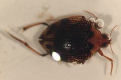 Peltodytes oppositus by (c) Matthew Pintar, some rights reserved (CC BY), uploaded by Matthew Pintar. Used under a CC-BY license.