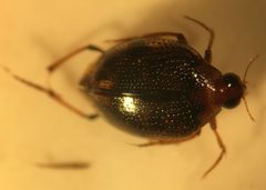 Peltodytes oppositus by (c) Matthew Pintar, some rights reserved (CC BY), uploaded by Matthew Pintar. Used under a CC-BY license.
