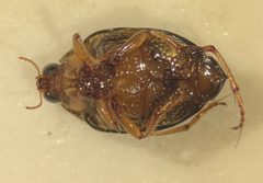 Peltodytes roughleyi by (c) Matthew Pintar, some rights reserved (CC BY), uploaded by Matthew Pintar. Used under a CC-BY license.