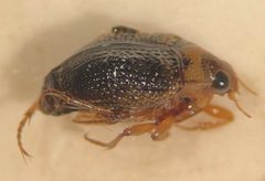 Peltodytes roughleyi by (c) Matthew Pintar, some rights reserved (CC BY), uploaded by Matthew Pintar. Used under a CC-BY license.