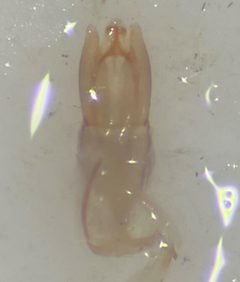 Helophorus angusticollis by (c) Matthew Pintar, some rights reserved (CC BY), uploaded by Matthew Pintar. Used under a CC-BY license.