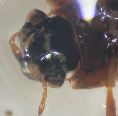 Helophorus angusticollis by (c) Matthew Pintar, some rights reserved (CC BY), uploaded by Matthew Pintar. Used under a CC-BY license.