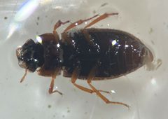 Helophorus angusticollis by (c) Matthew Pintar, some rights reserved (CC BY), uploaded by Matthew Pintar. Used under a CC-BY license.