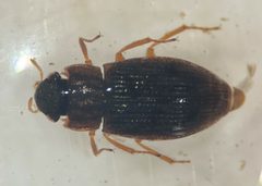 Helophorus angusticollis by (c) Matthew Pintar, some rights reserved (CC BY), uploaded by Matthew Pintar. Used under a CC-BY license.