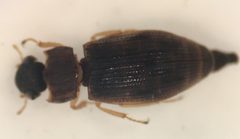 Helophorus linearis by (c) Matthew Pintar, some rights reserved (CC BY), uploaded by Matthew Pintar. Used under a CC-BY license.