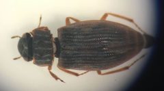 Helophorus lineatus by (c) Matthew Pintar, some rights reserved (CC BY), uploaded by Matthew Pintar. Used under a CC-BY license.