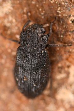 Helophorus tuberculatus by (c) Trevor Van Loon, some rights reserved (CC BY), uploaded by Trevor Van Loon. Used under a CC-BY license.