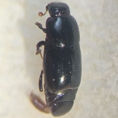 Teretrius montanus by (c) Bennett Grappone, some rights reserved (CC BY), uploaded by Bennett Grappone. Used under a CC-BY license.