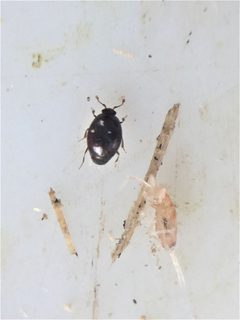 Acritus nigricornis by (c) Stephen Thorpe, some rights reserved (CC BY), uploaded by Stephen Thorpe. Used under a CC-BY license.