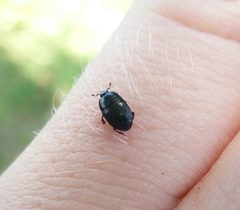 Carcinops pumilio by (c) Joe Dillon, some rights reserved (CC BY), uploaded by Joe Dillon. Used under a CC-BY license.