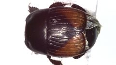 Atholus bimaculatus by (c) Олег Кудров, some rights reserved (CC BY), uploaded by Олег Кудров. Used under a CC-BY license.