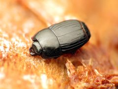 Platysoma leconti by (c) Katja Schulz, some rights reserved (CC BY). Used under a CC-BY license.