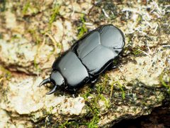 Hololepta aequalis by (c) Katja Schulz, some rights reserved (CC BY), uploaded by Katja Schulz. Used under a CC-BY license.
