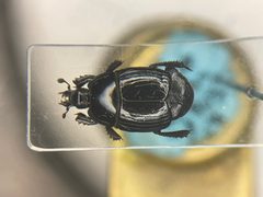 Margarinotus egregius by no rights reserved, uploaded by Nick Bédard. Used under a CC0 license.
