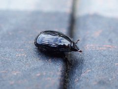Margarinotus merdarius by (c) Jarro Nevsbaru, some rights reserved (CC BY), uploaded by Jarro Nevsbaru. Used under a CC-BY license.