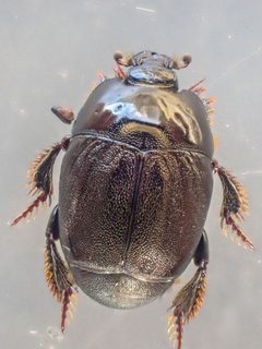 Neopachylopus sulcifrons by (c) Trevor Van Loon, some rights reserved (CC BY), uploaded by Trevor Van Loon. Used under a CC-BY license.