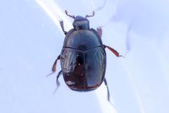 Gnathoncus by (c) Owen Strickland, some rights reserved (CC BY), uploaded by Owen Strickland. Used under a CC-BY license.