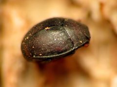 Caerosternus americanus by (c) Katja Schulz, some rights reserved (CC BY). Used under a CC-BY license.