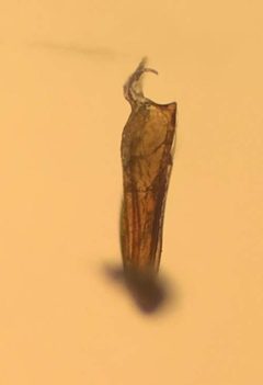 Hydraena pensylvanica by (c) Matthew Pintar, some rights reserved (CC BY), uploaded by Matthew Pintar. Used under a CC-BY license.