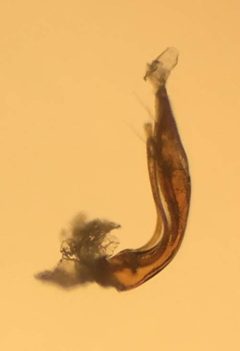 Hydraena pensylvanica by (c) Matthew Pintar, some rights reserved (CC BY), uploaded by Matthew Pintar. Used under a CC-BY license.