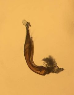 Hydraena pensylvanica by (c) Matthew Pintar, some rights reserved (CC BY), uploaded by Matthew Pintar. Used under a CC-BY license.