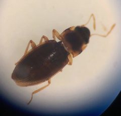 Hydraena marginicollis by (c) Matthew Pintar, some rights reserved (CC BY), uploaded by Matthew Pintar. Used under a CC-BY license.
