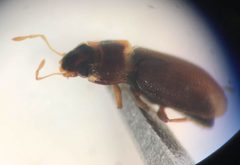 Hydraena marginicollis by (c) Matthew Pintar, some rights reserved (CC BY), uploaded by Matthew Pintar. Used under a CC-BY license.