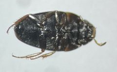 Limnebius texanus by (c) Matthew Pintar, some rights reserved (CC BY), uploaded by Matthew Pintar. Used under a CC-BY license.