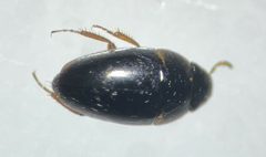 Limnebius texanus by (c) Matthew Pintar, some rights reserved (CC BY), uploaded by Matthew Pintar. Used under a CC-BY license.