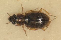 Ochthebius lineatus by (c) Matthew Pintar, some rights reserved (CC BY), uploaded by Matthew Pintar. Used under a CC-BY license.