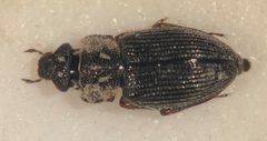Ochthebius apache by (c) Matthew Pintar, some rights reserved (CC BY), uploaded by Matthew Pintar. Used under a CC-BY license.