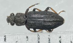Hydrochus rugosus by (c) Matthew Pintar, some rights reserved (CC BY), uploaded by Matthew Pintar. Used under a CC-BY license.