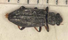 Hydrochus rugosus by (c) Matthew Pintar, some rights reserved (CC BY), uploaded by Matthew Pintar. Used under a CC-BY license.