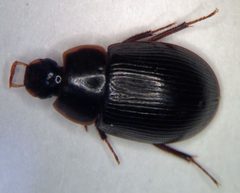 Helochares maculicollis by (c) Matthew Pintar, some rights reserved (CC BY), uploaded by Matthew Pintar. Used under a CC-BY license.