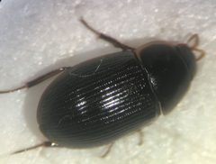 Helochares maculicollis by (c) Matthew Pintar, some rights reserved (CC BY), uploaded by Matthew Pintar. Used under a CC-BY license.