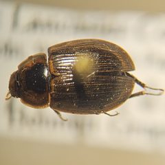 Helochares maculicollis by (c) Bennett Grappone, some rights reserved (CC BY), uploaded by Bennett Grappone. Used under a CC-BY license.