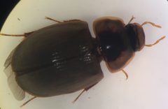 Helochares maculicollis by (c) Matthew Pintar, some rights reserved (CC BY), uploaded by Matthew Pintar. Used under a CC-BY license.