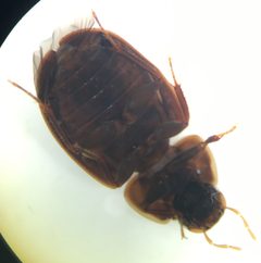 Helochares maculicollis by (c) Matthew Pintar, some rights reserved (CC BY), uploaded by Matthew Pintar. Used under a CC-BY license.
